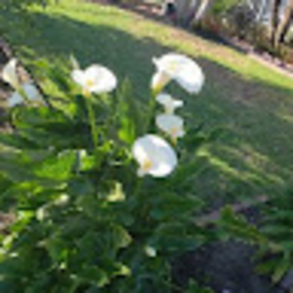 Meet your Posher, Ada - Picture 1 of 1